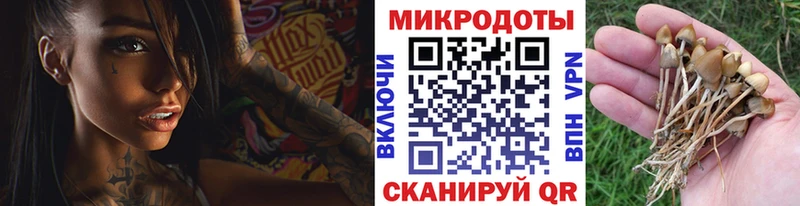 Псилоцибиновые грибы GOLDEN TEACHER  Купить закладки  Малгобек 